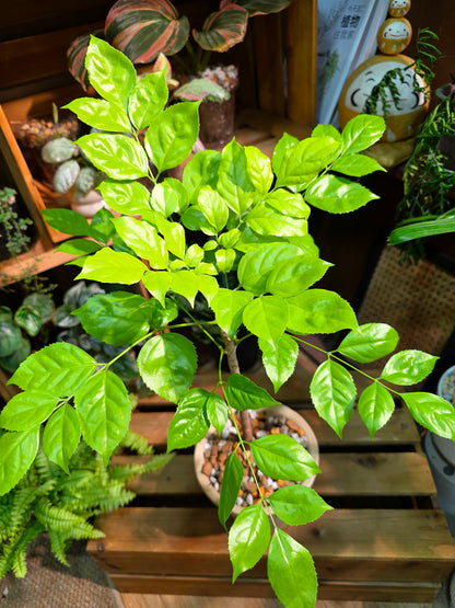 Radermachera hainanensis golden 黃金幸福樹