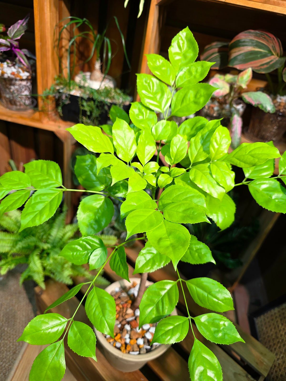 Radermachera hainanensis golden 黃金幸福樹