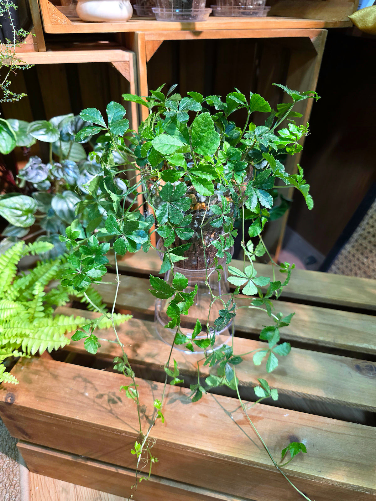Parthenocissus quinquefolia 五葉地錦