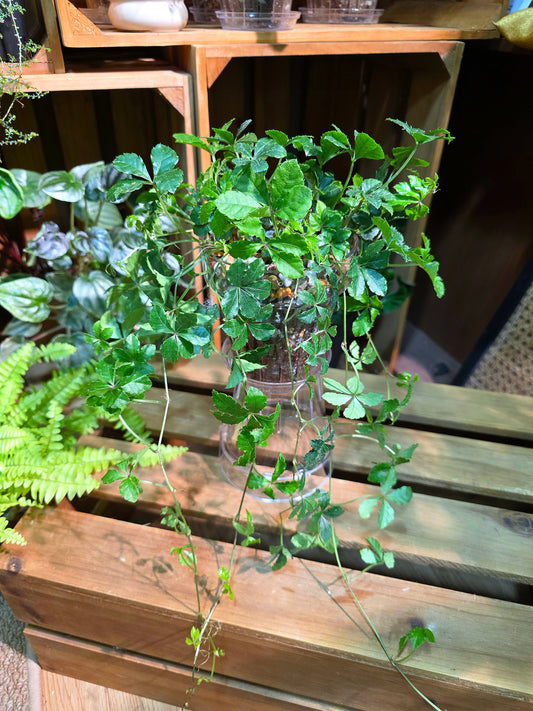 Parthenocissus quinquefolia 五葉地錦