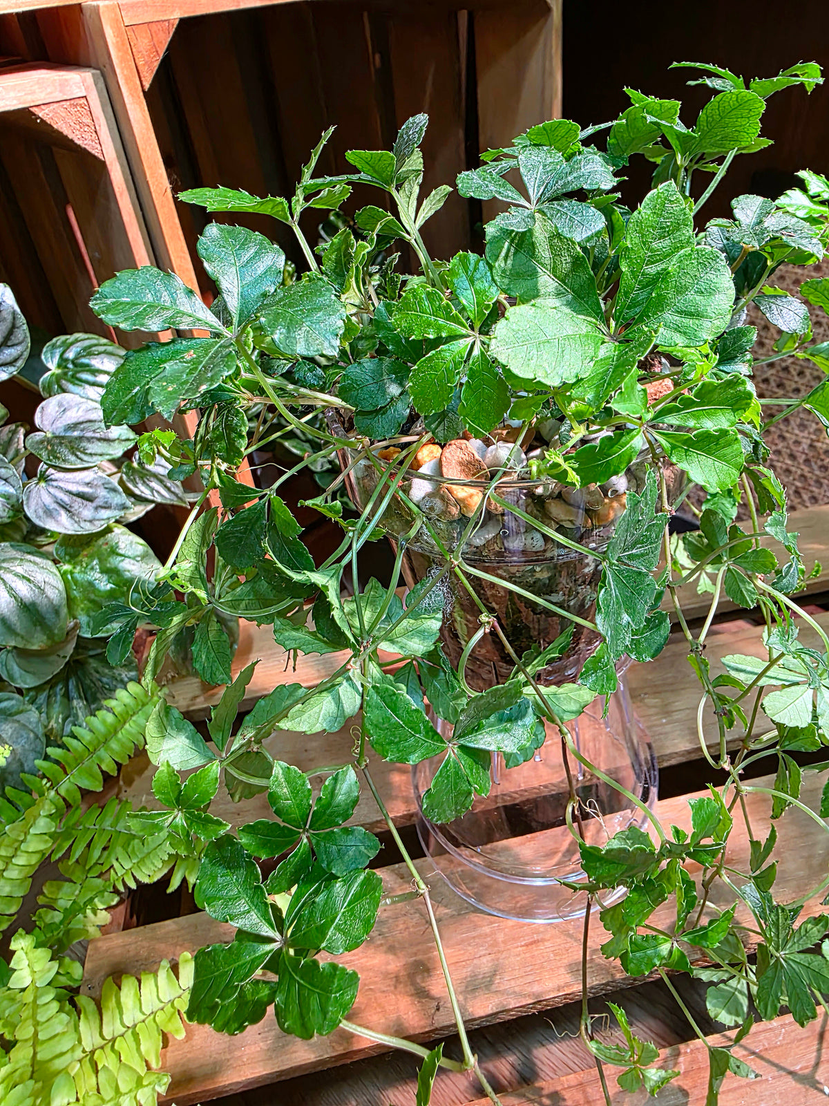 Parthenocissus quinquefolia 五葉地錦