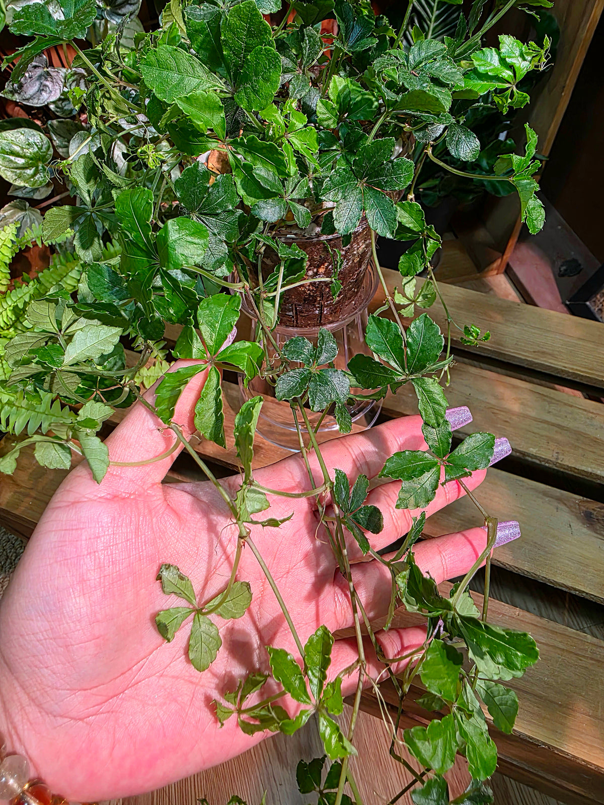 Parthenocissus quinquefolia 五葉地錦