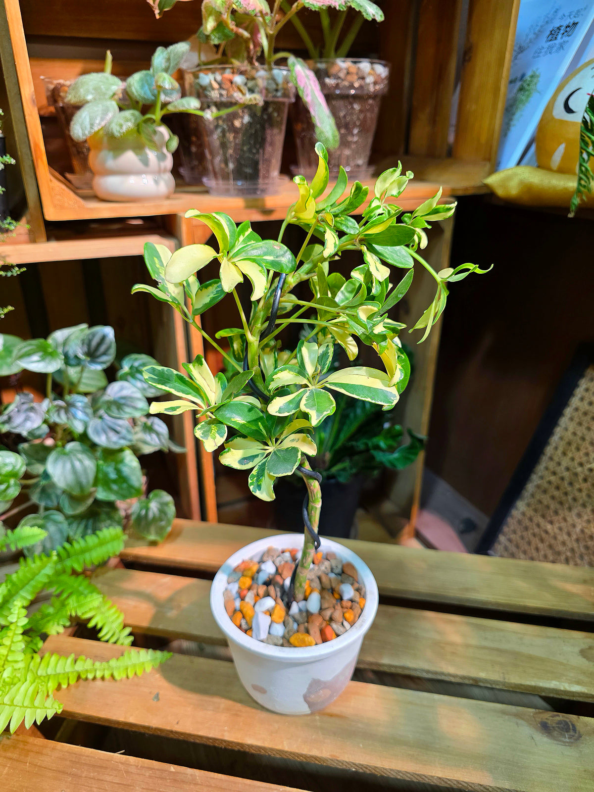 Schefflera odorata variegata
