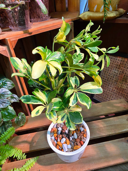 Schefflera odorata variegata