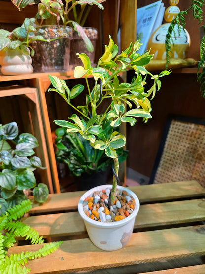 Schefflera odorata variegata