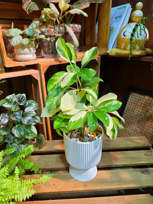 Schefflera odorata variegata