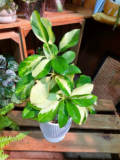 Schefflera odorata variegata 斑葉鴨腳木