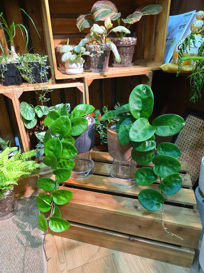Hoya Carnosa Clinton 克林頓球蘭