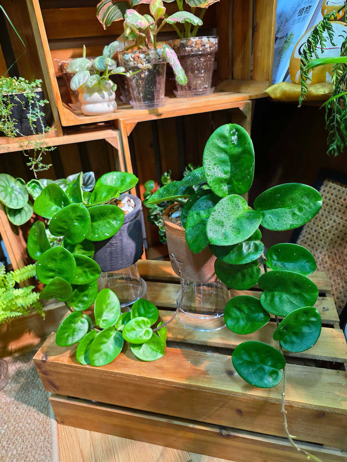 Hoya Carnosa Clinton 克林頓球蘭