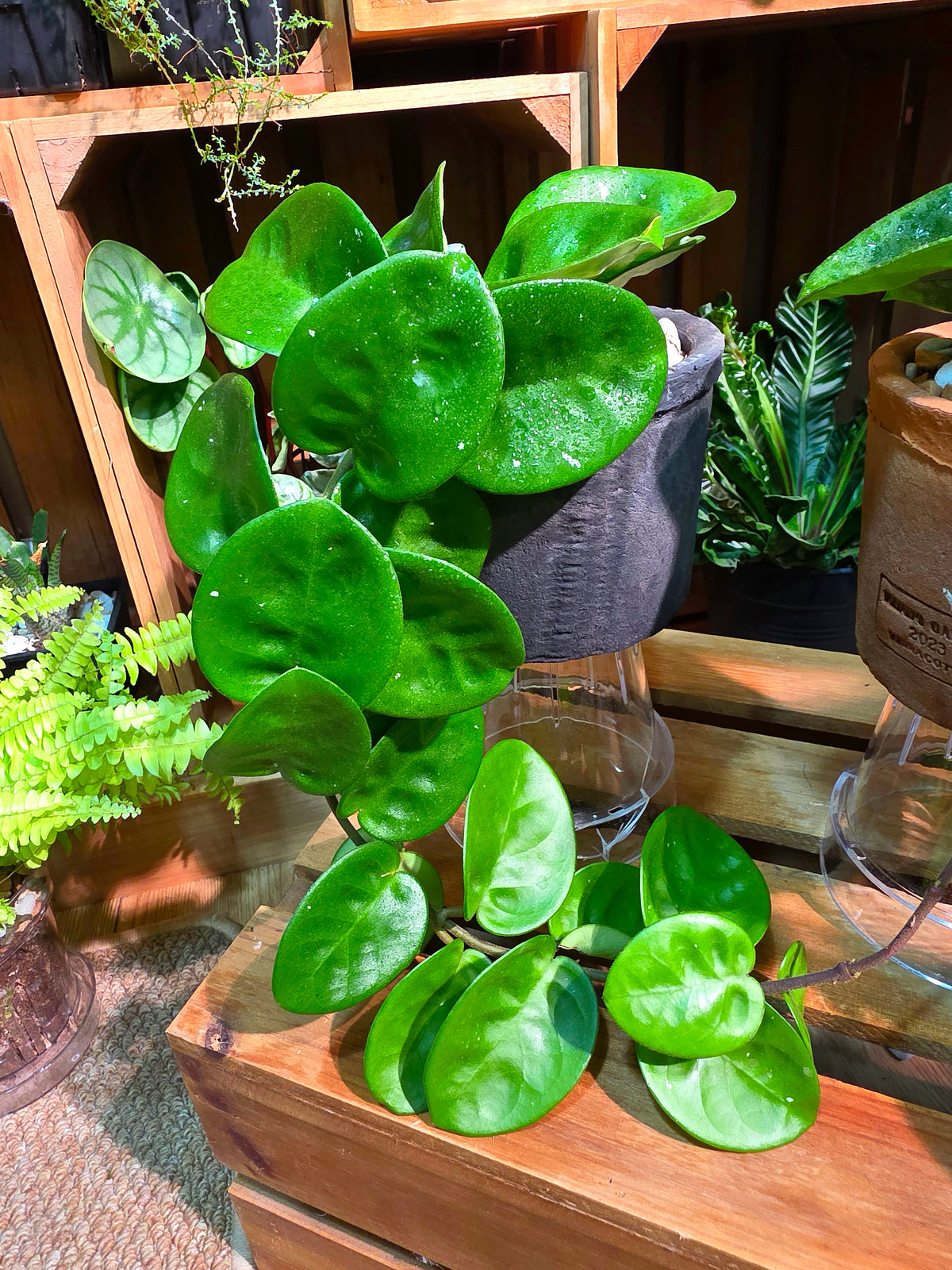 Hoya Carnosa Clinton 克林頓球蘭