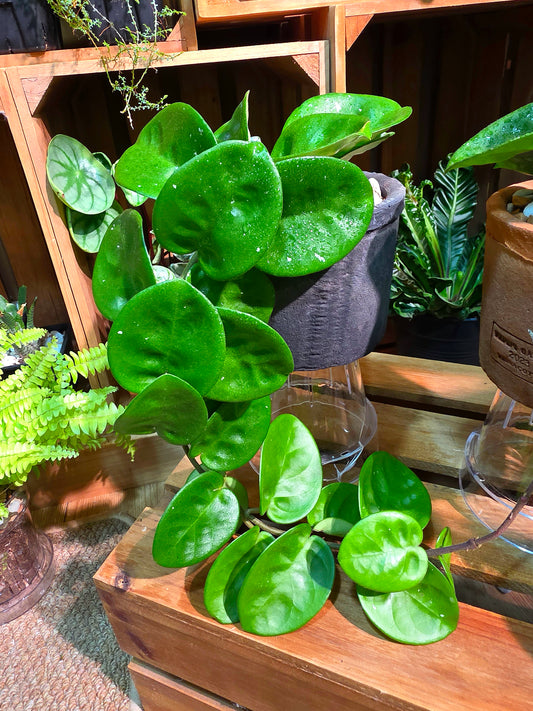 Hoya lacunosa 'Silver Mint Coin'