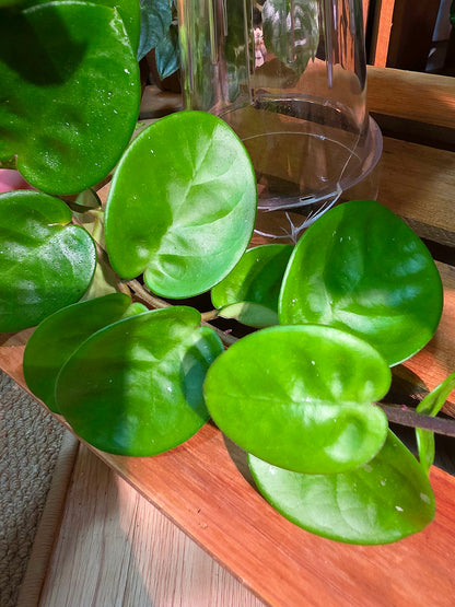 Hoya Carnosa Clinton 克林頓球蘭