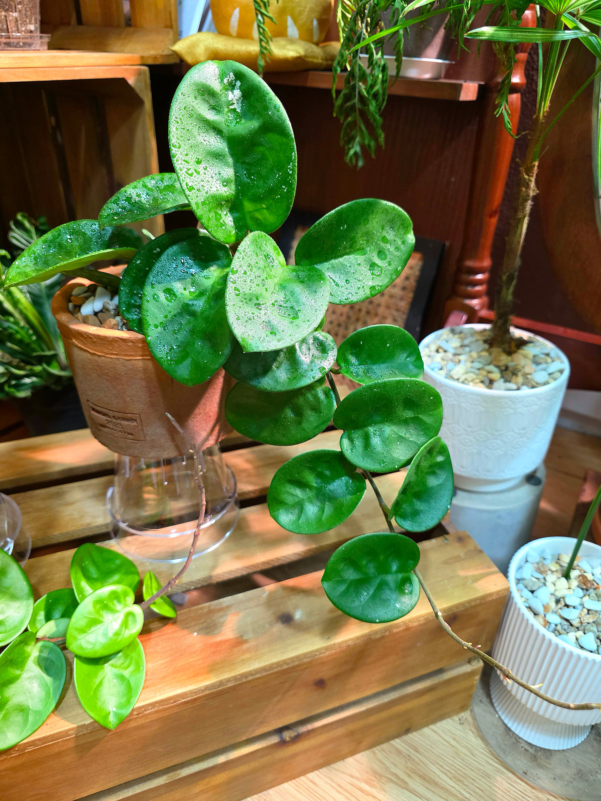 Hoya Carnosa Clinton 克林頓球蘭