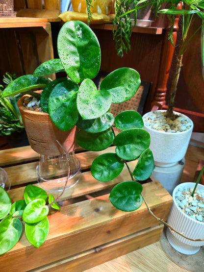 Hoya Carnosa Clinton 克林頓球蘭