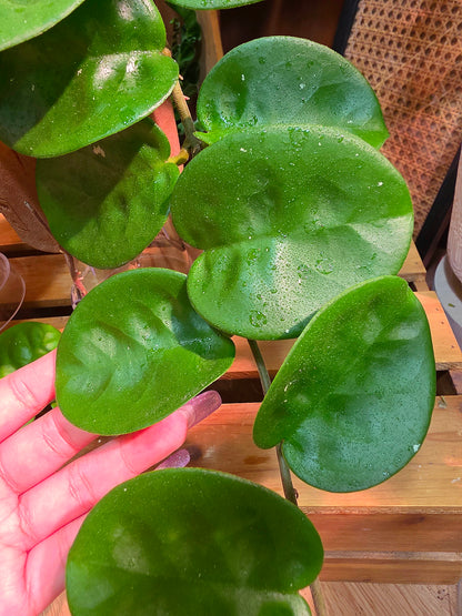 Hoya Carnosa Clinton 克林頓球蘭