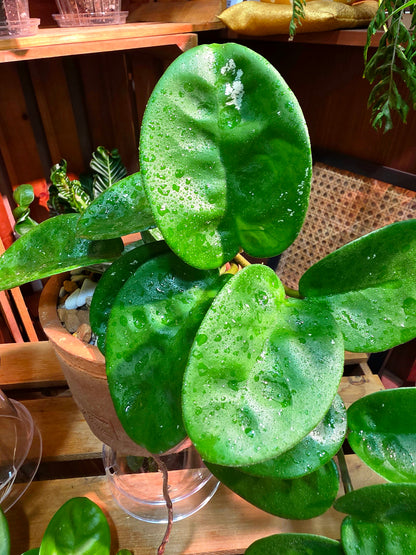 Hoya Carnosa Clinton 克林頓球蘭