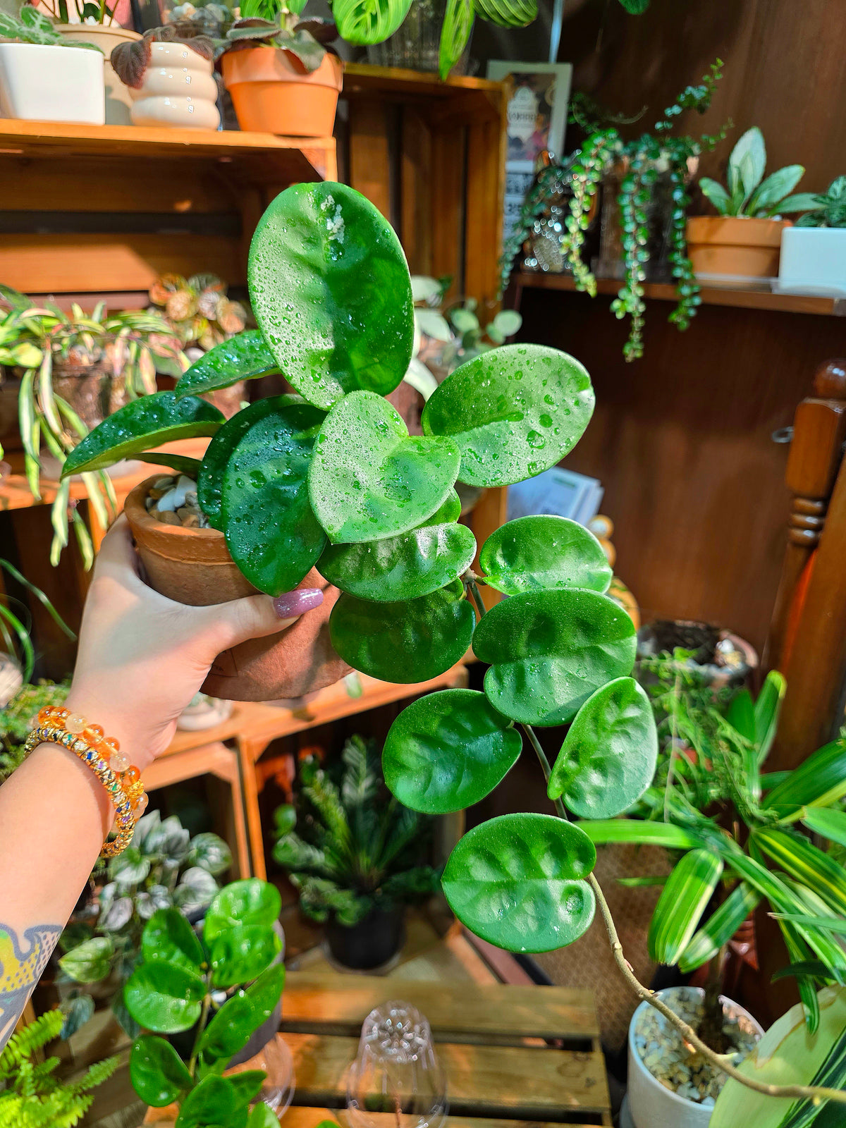 Hoya Carnosa Clinton 克林頓球蘭