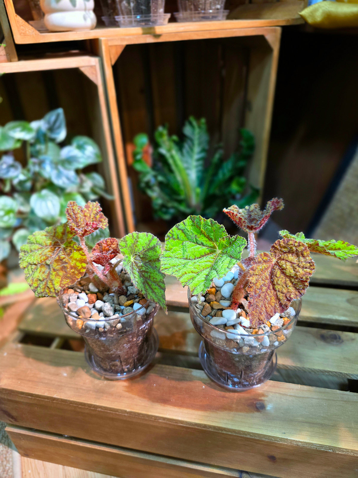Begonia Raspberry Cake