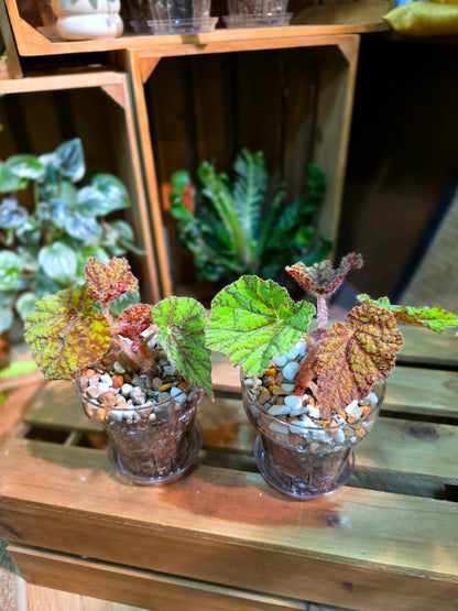 Begonia Raspberry Cake