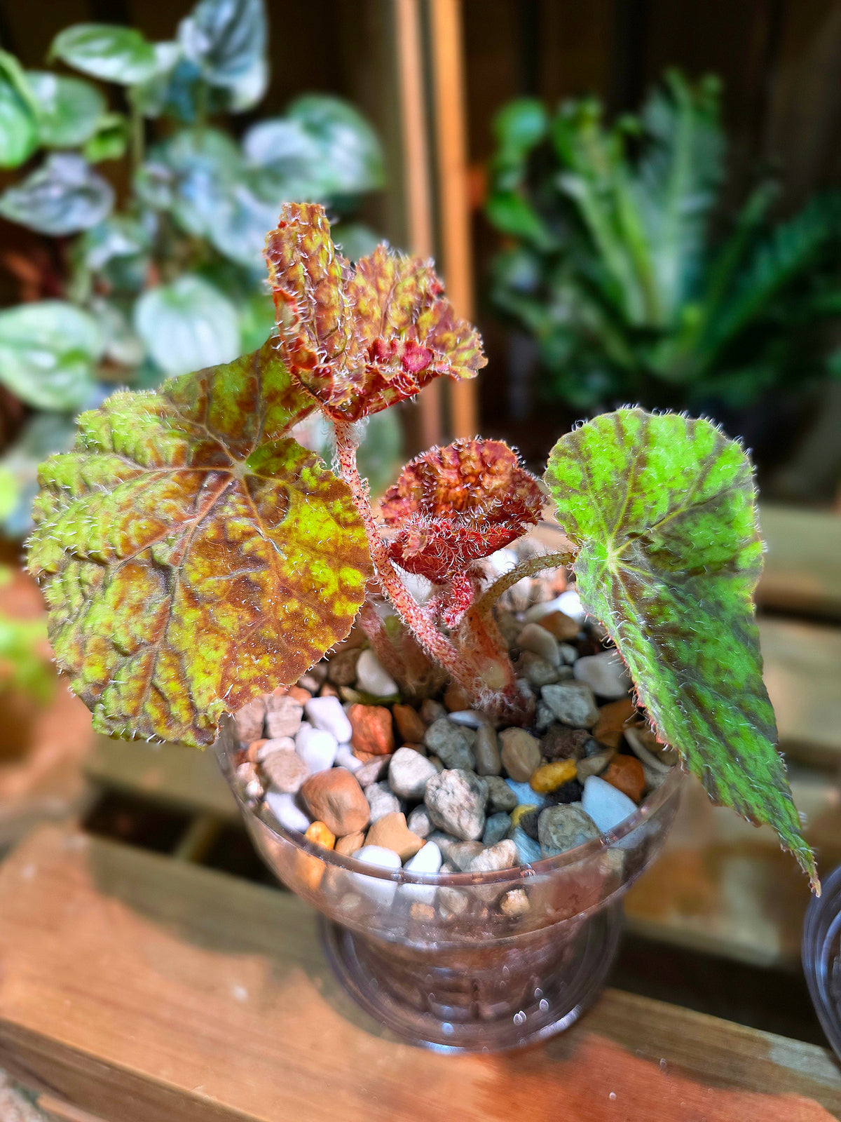 Begonia Raspberry Cake