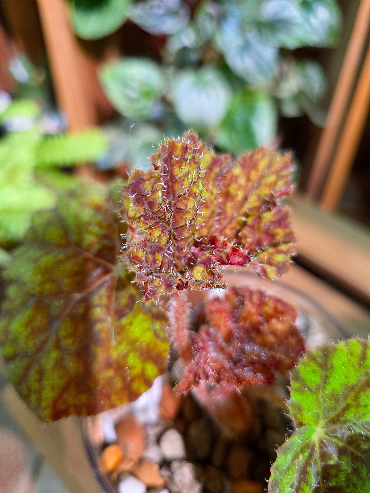 Begonia Raspberry Cake