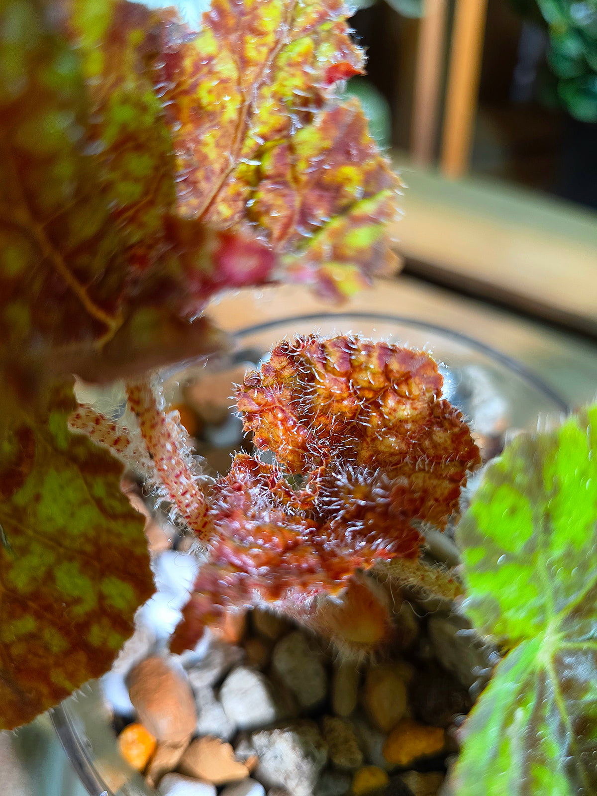 Begonia Raspberry Cake