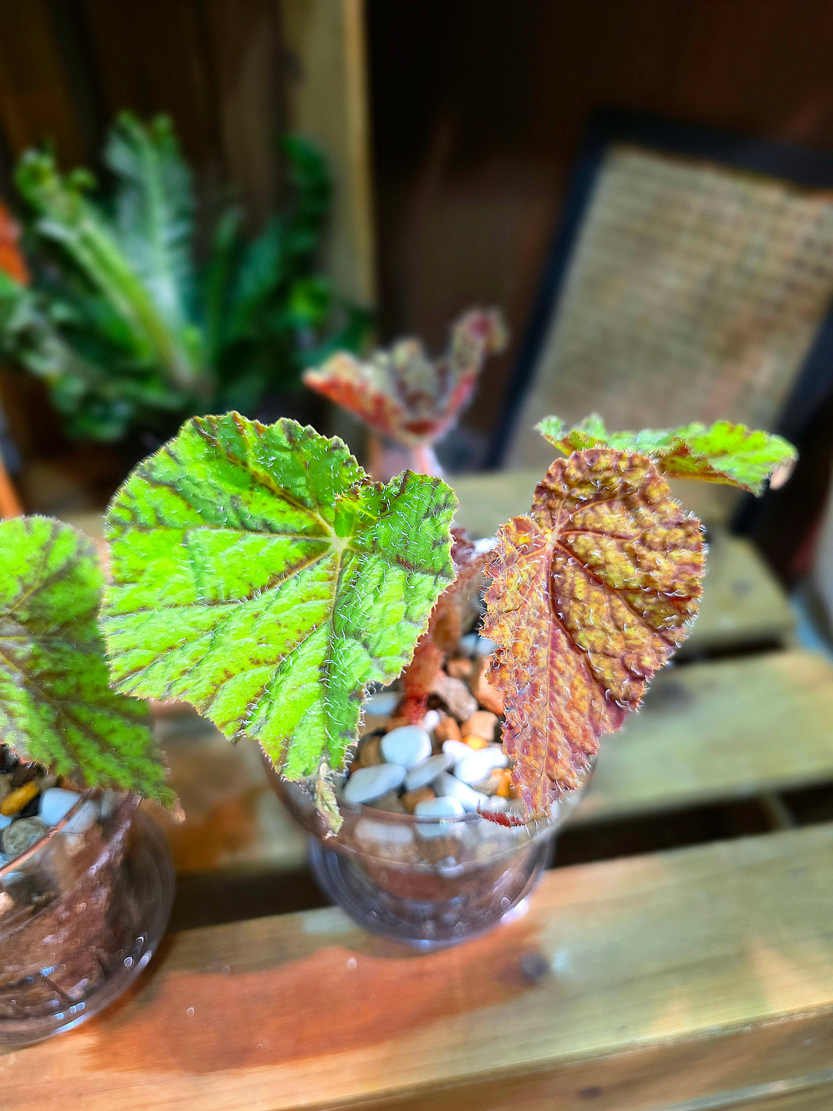 Begonia Raspberry Cake
