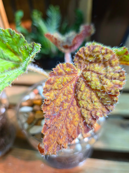 Begonia Raspberry Cake