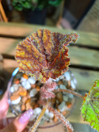 Begonia Raspberry Cake