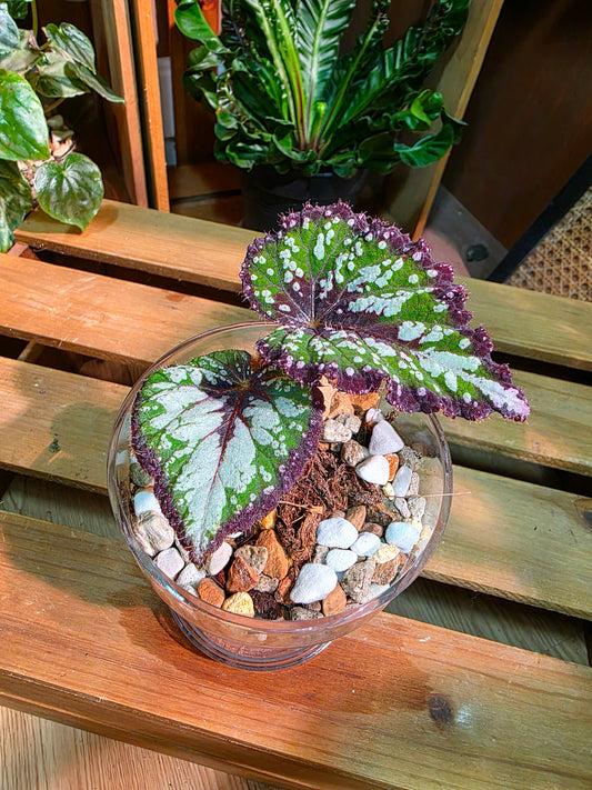 Begonia Fairytale
