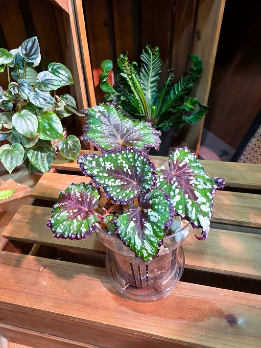 Begonia Fairytale