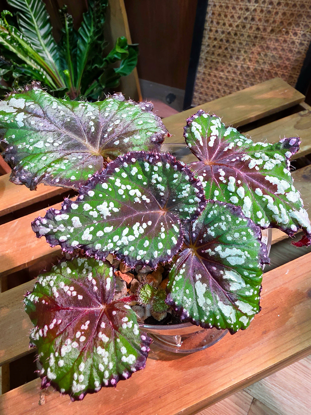 Begonia Fairytale