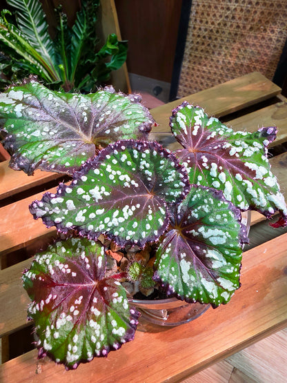 Begonia Fairytale