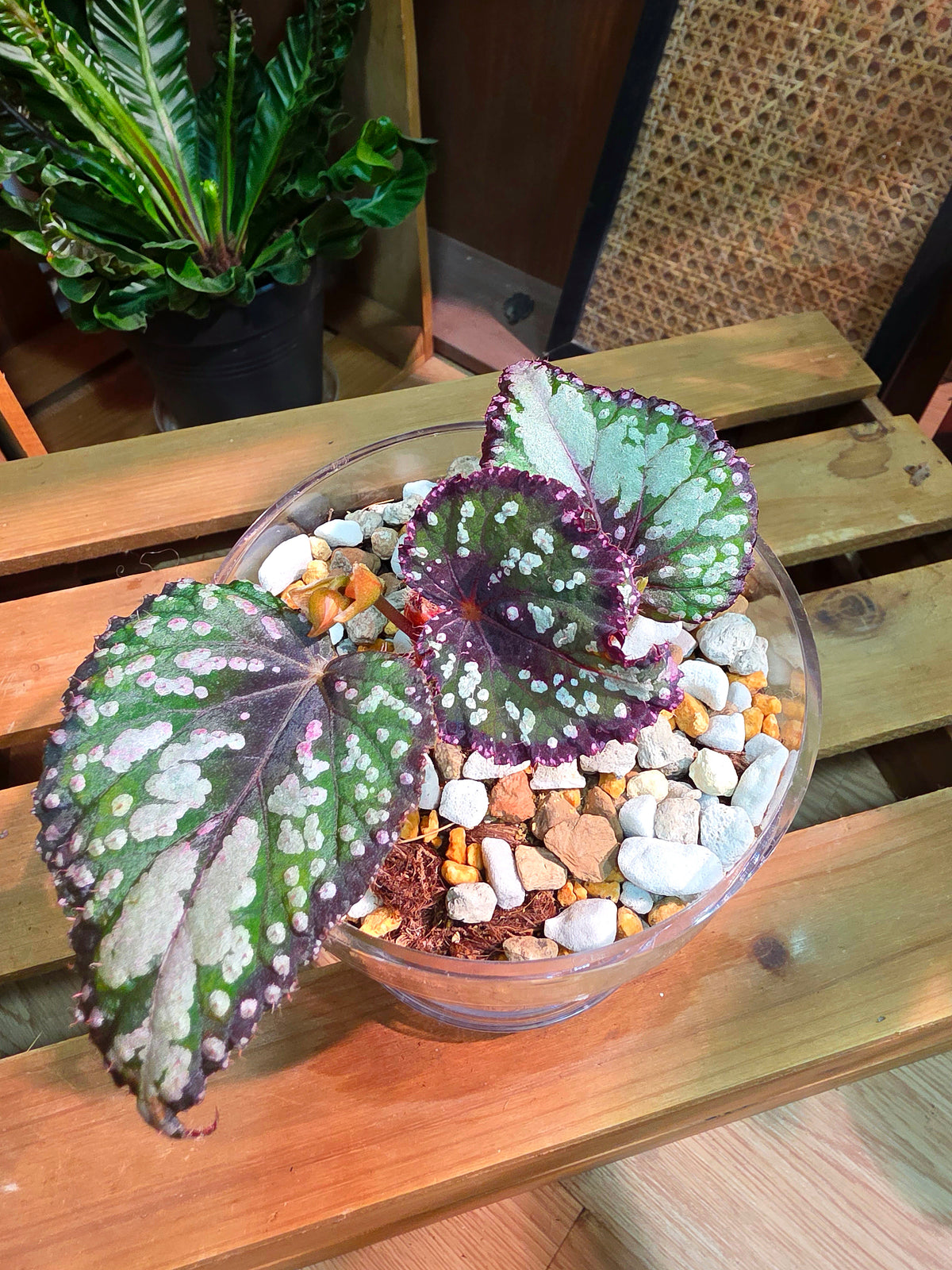 Begonia m&m M&M begonia