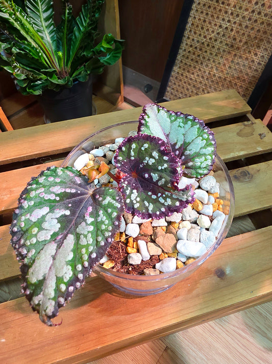Begonia m&m M&M begonia