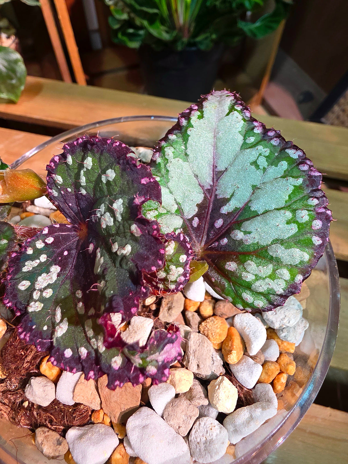 Begonia m&m M&M begonia