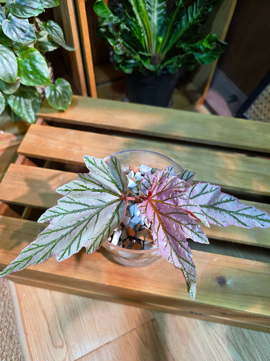 Begonia lamoon 月見櫻秋海棠