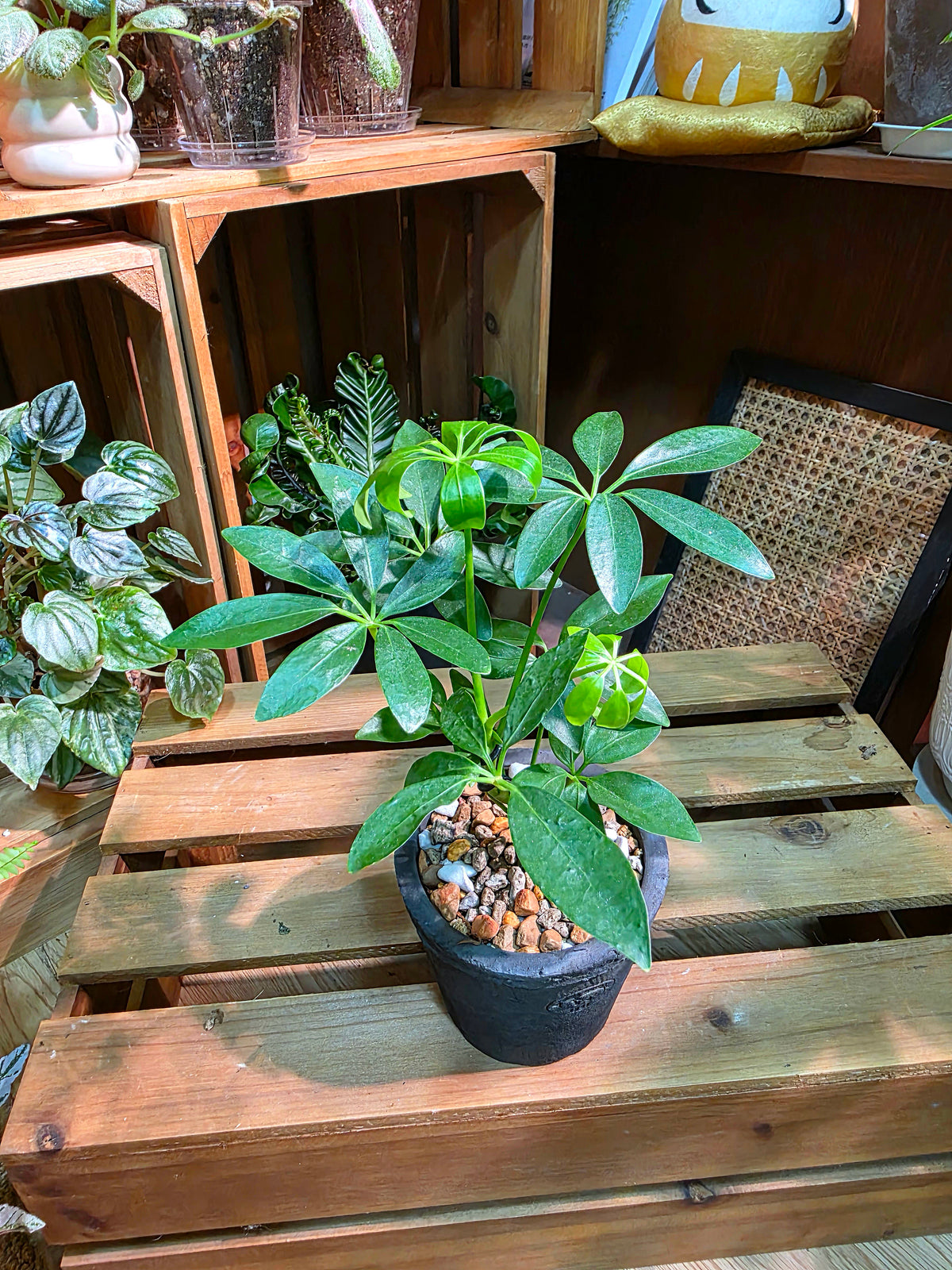 Schefflera heptaphylla 鴨腳木