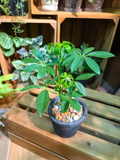Schefflera heptaphylla 鴨腳木
