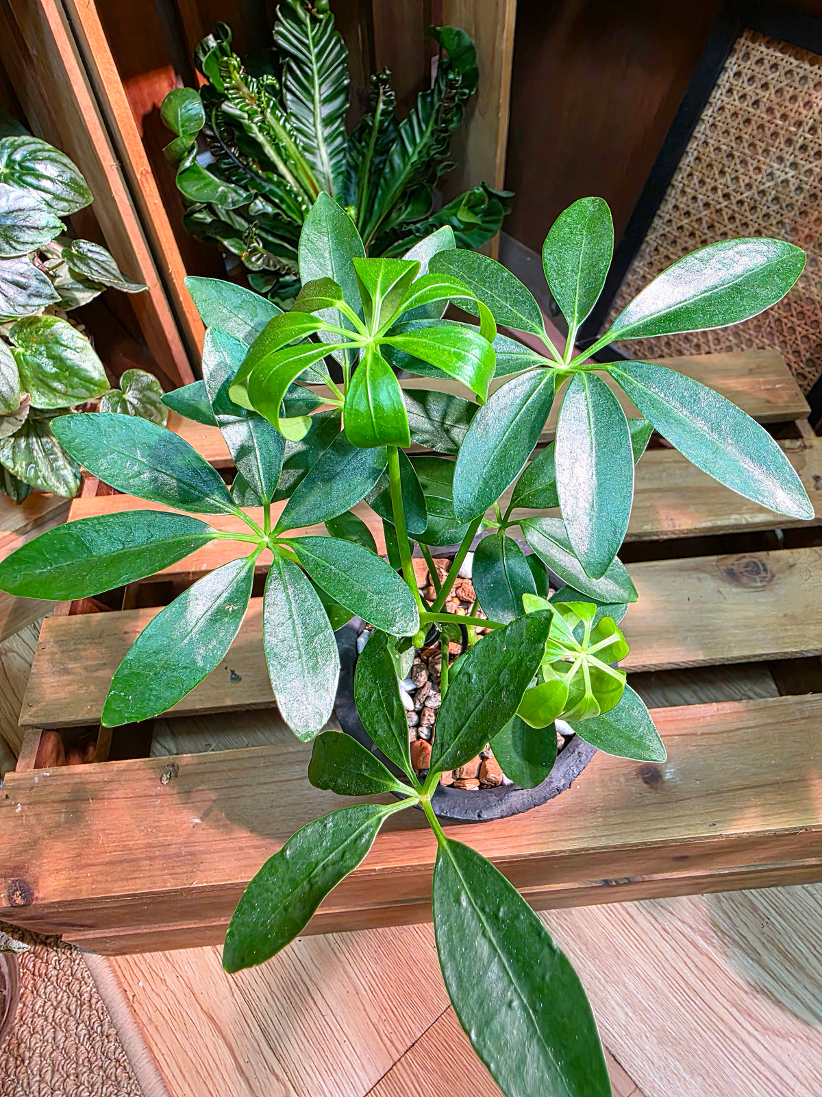 Schefflera heptaphylla 鴨腳木