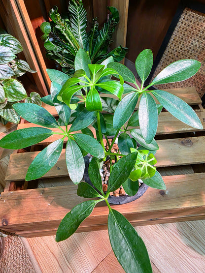 Schefflera heptaphylla 鴨腳木