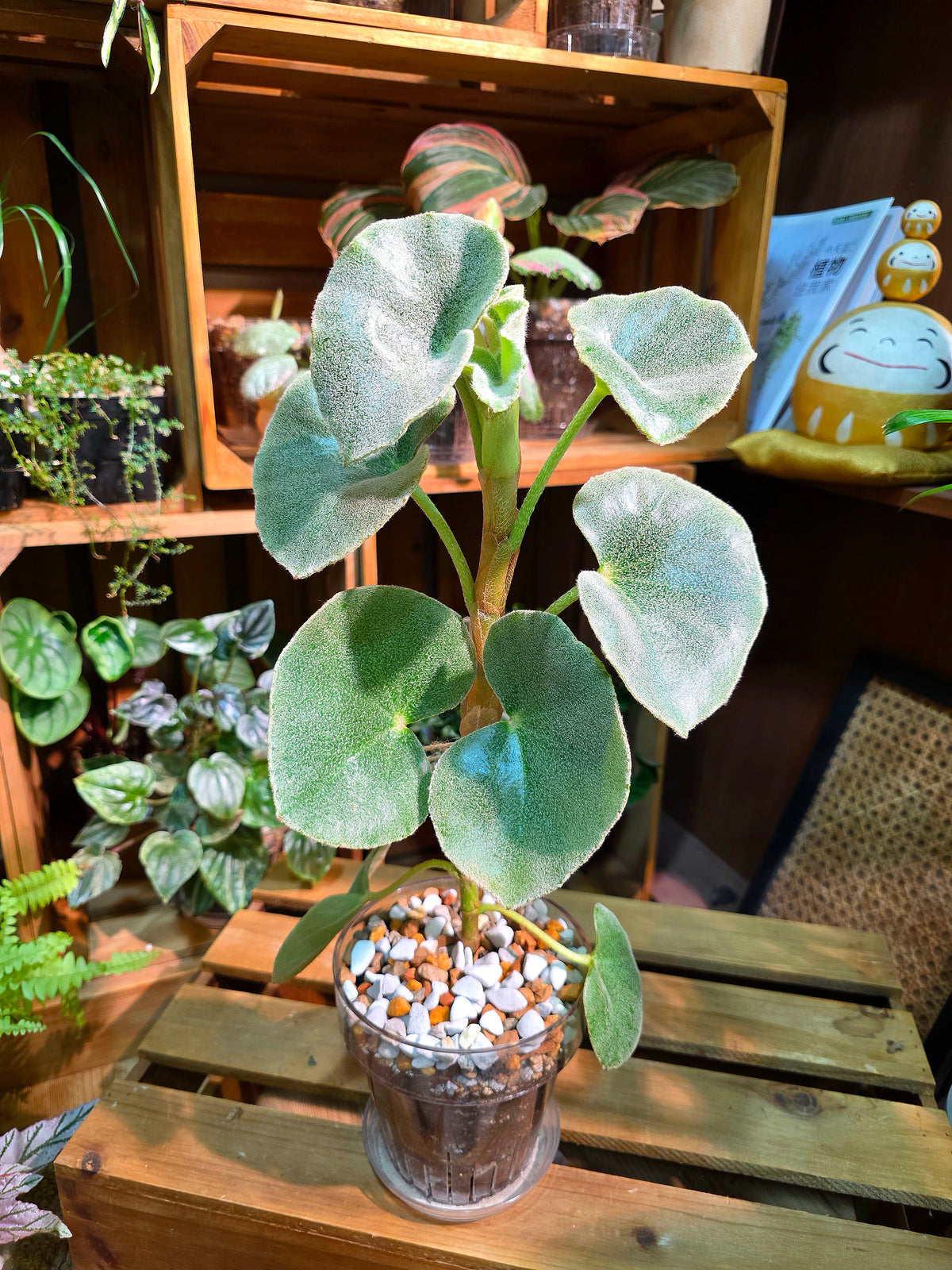 Begonia venosa 維諾沙秋海棠