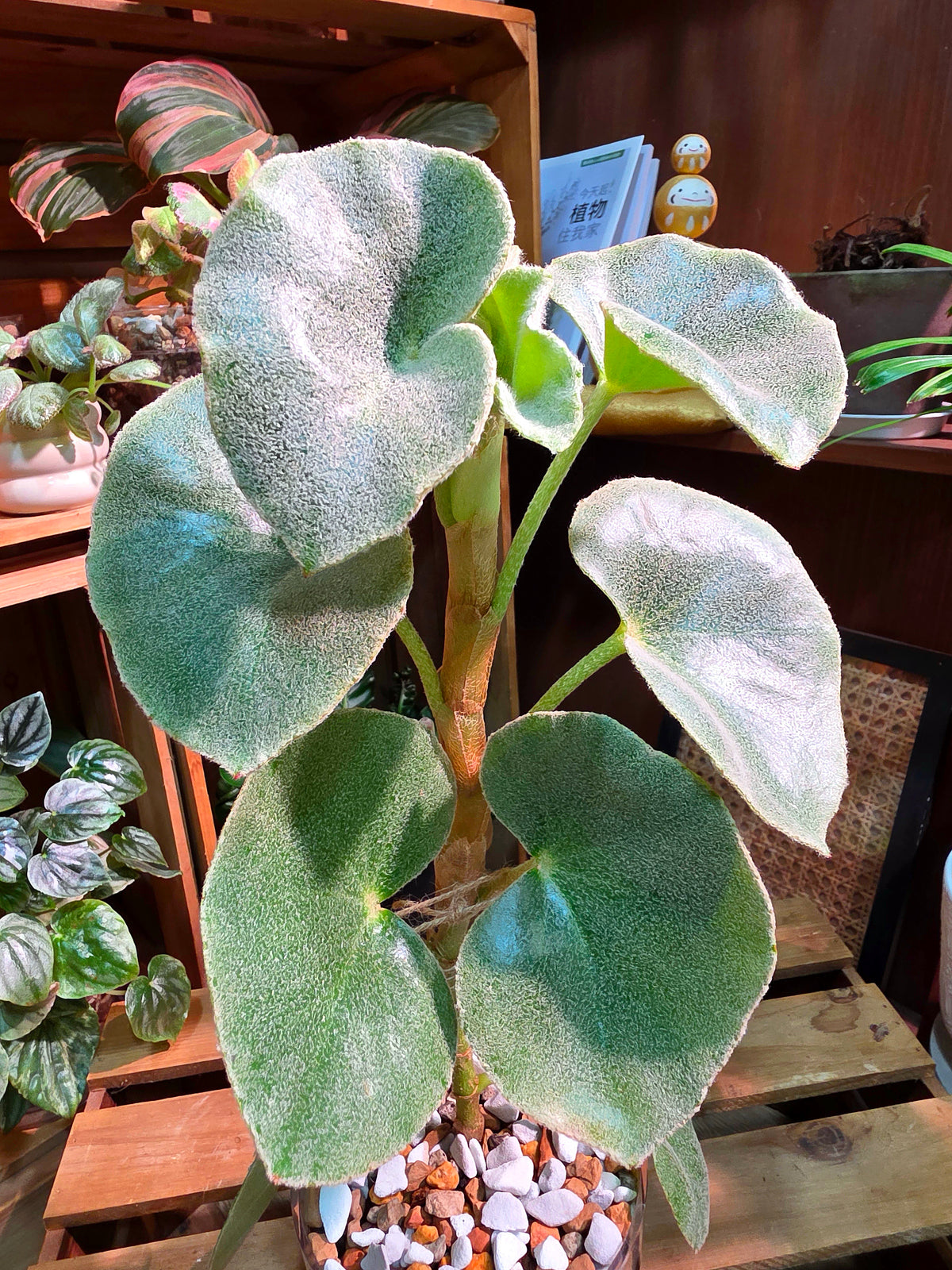Begonia venosa 維諾沙秋海棠