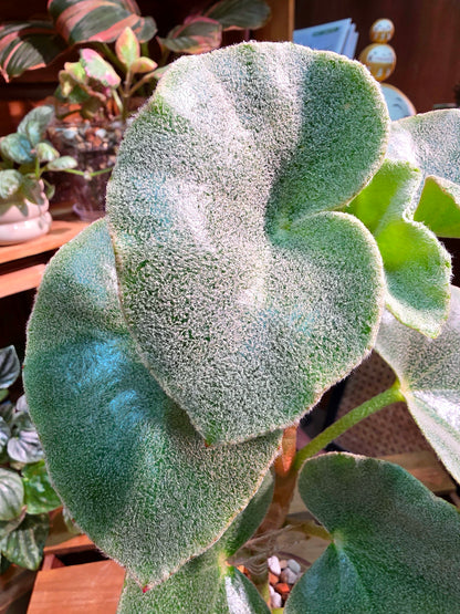 Begonia venosa 維諾沙秋海棠