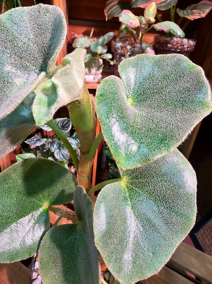 Begonia venosa 維諾沙秋海棠