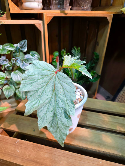 Begonia Fairytale
