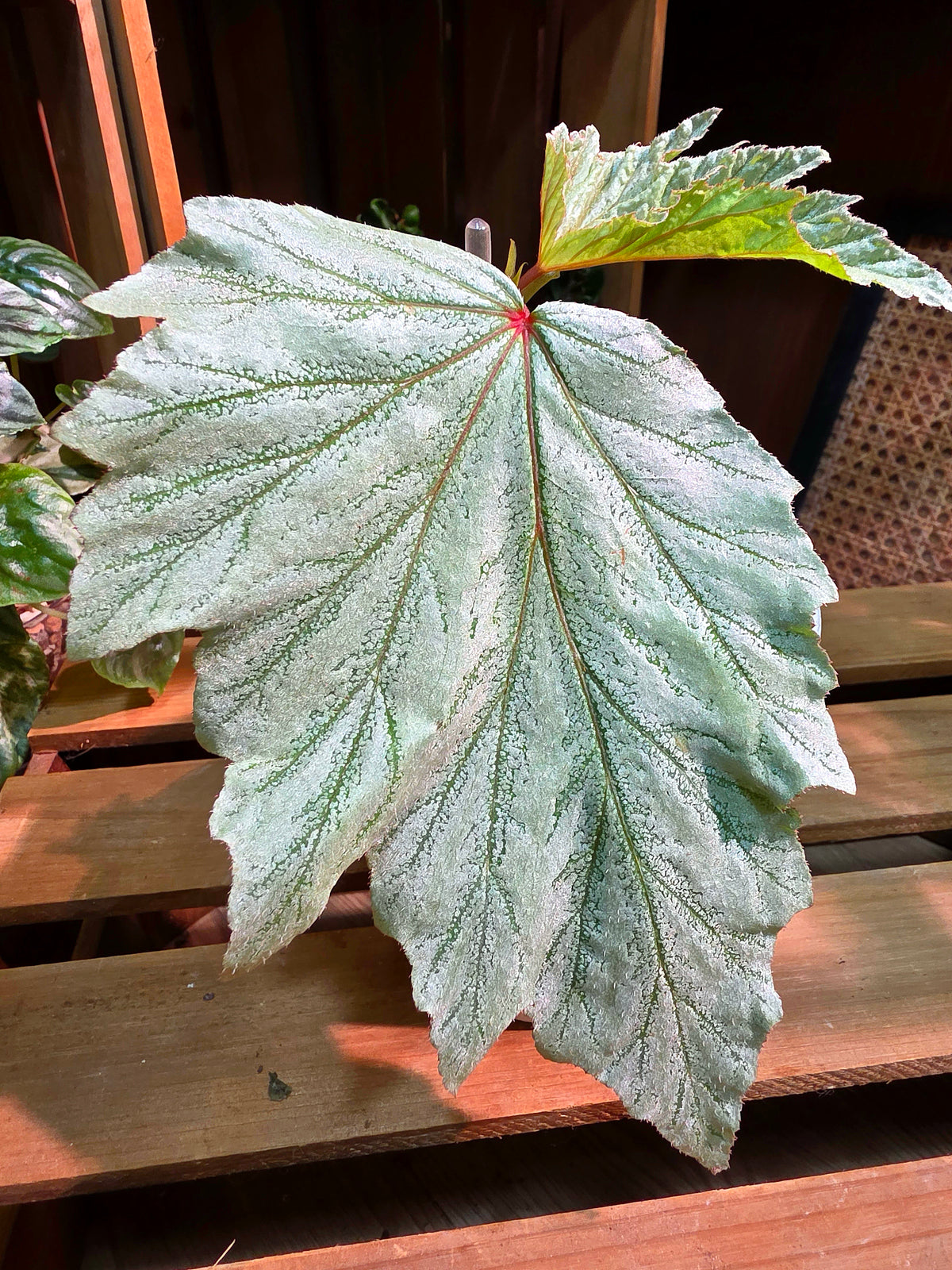 Begonia Fairytale