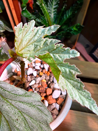 Begonia Fairytale