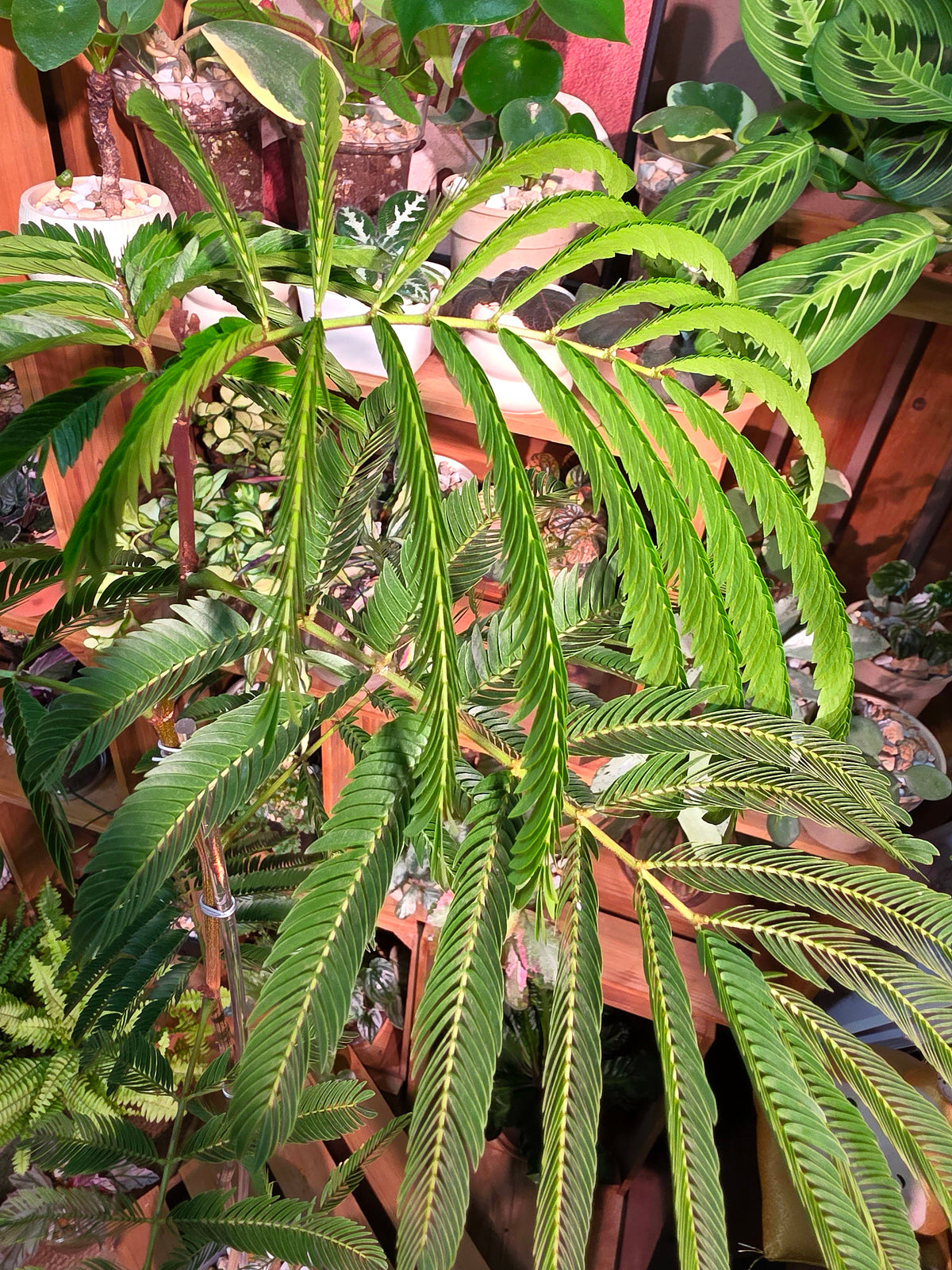 Cojoba arborea (small bean tree)