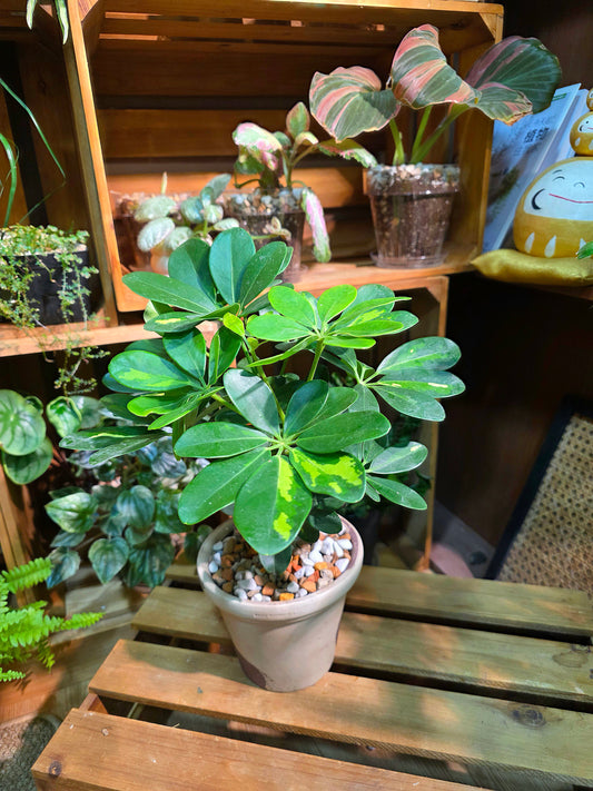 Schefflera odorata variegata